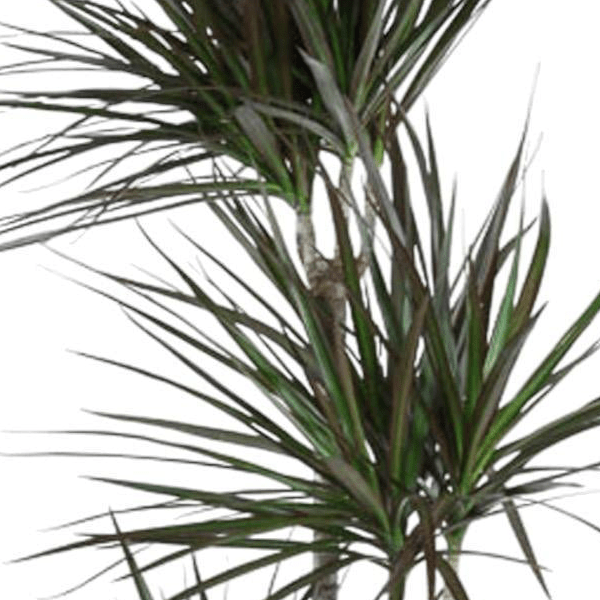 Dracaena Magenta 2 - LushLeaf | Online planten bestellen