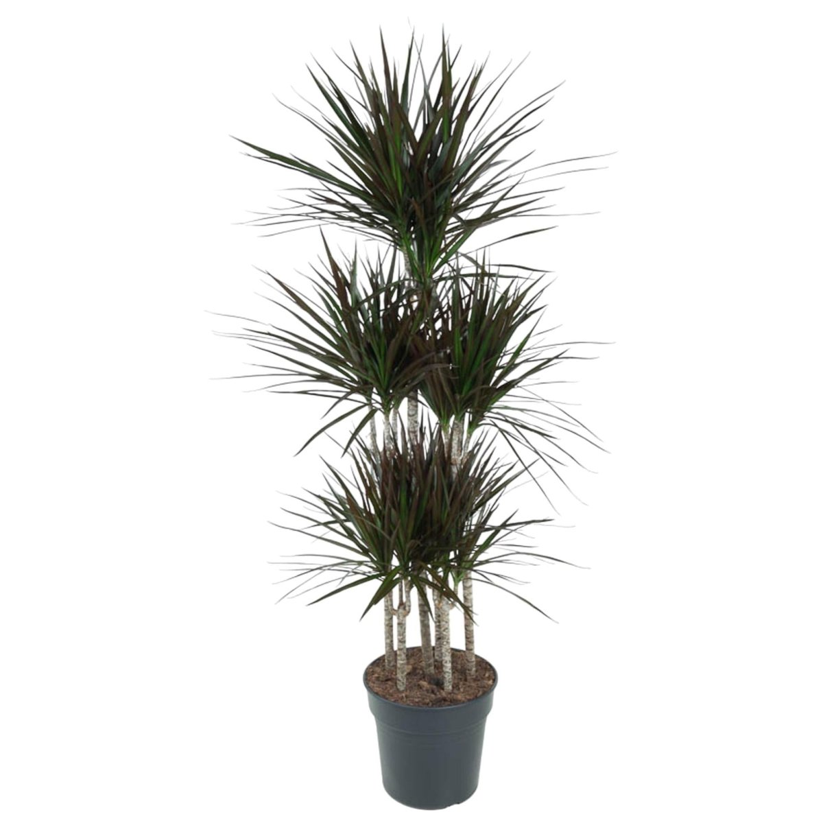 Dracaena Magenta 6 - LushLeaf | Online planten bestellen