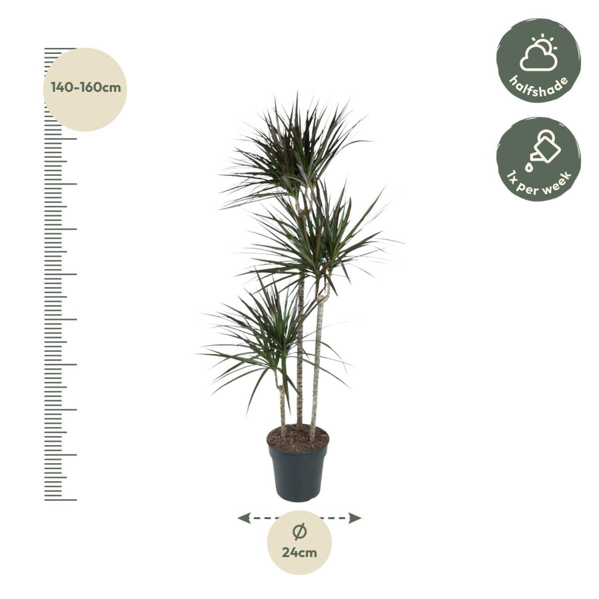 Dracaena Magenta 4 - LushLeaf | Online planten bestellen