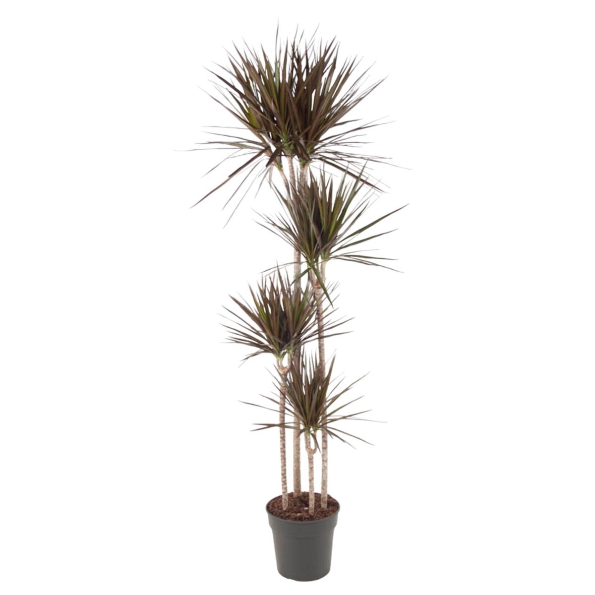 Dracaena Magenta 7 - LushLeaf | Online planten bestellen
