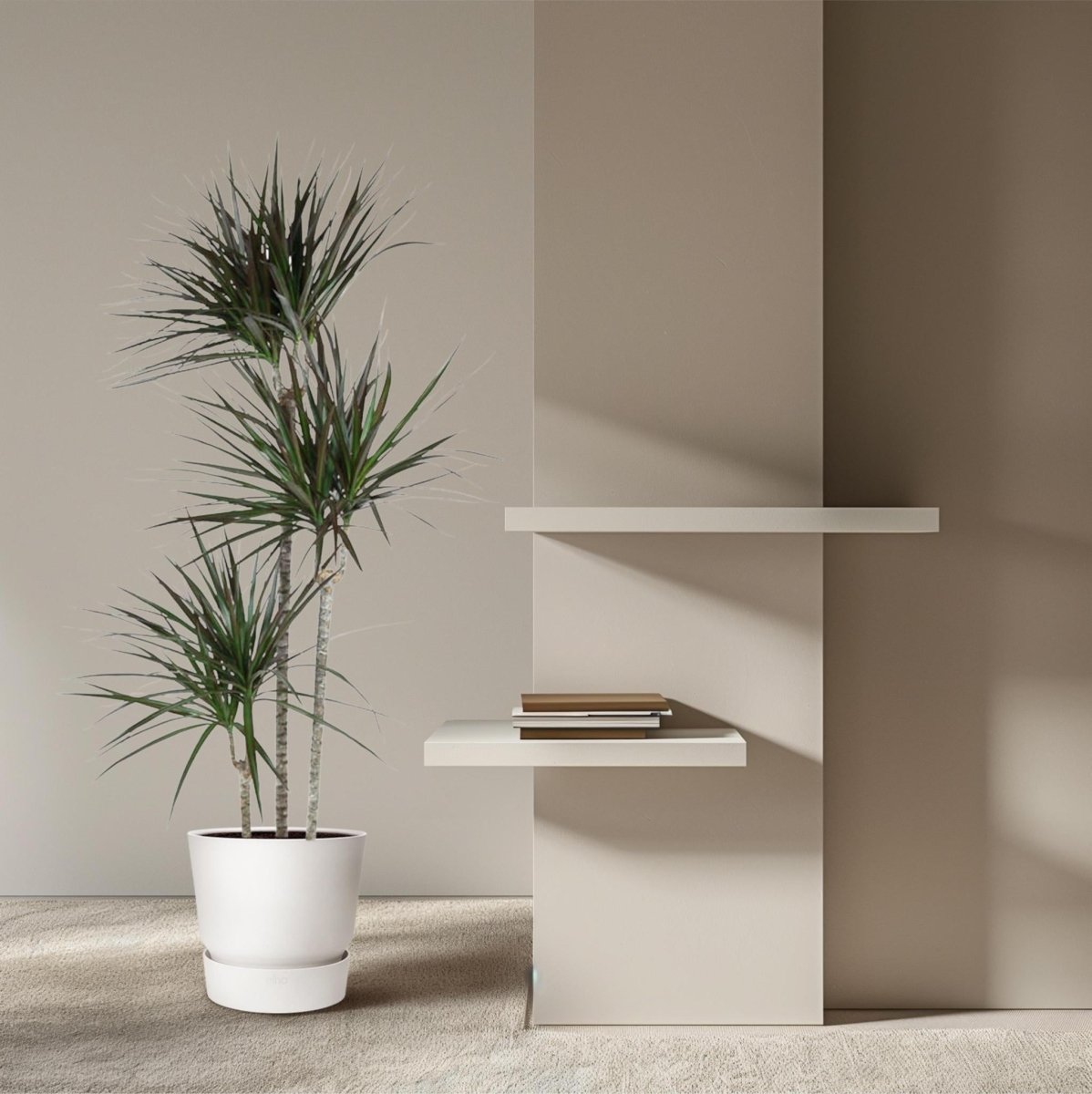 Dracaena Magenta 3 - LushLeaf | Online planten bestellen