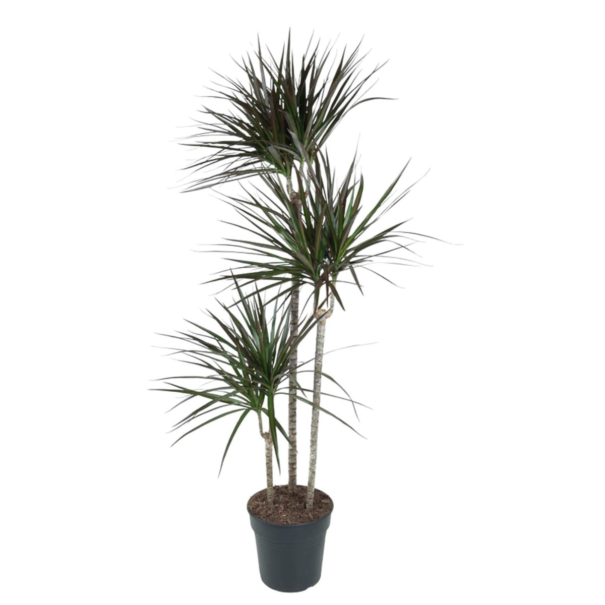 Dracaena Magenta 1 - LushLeaf | Online planten bestellen