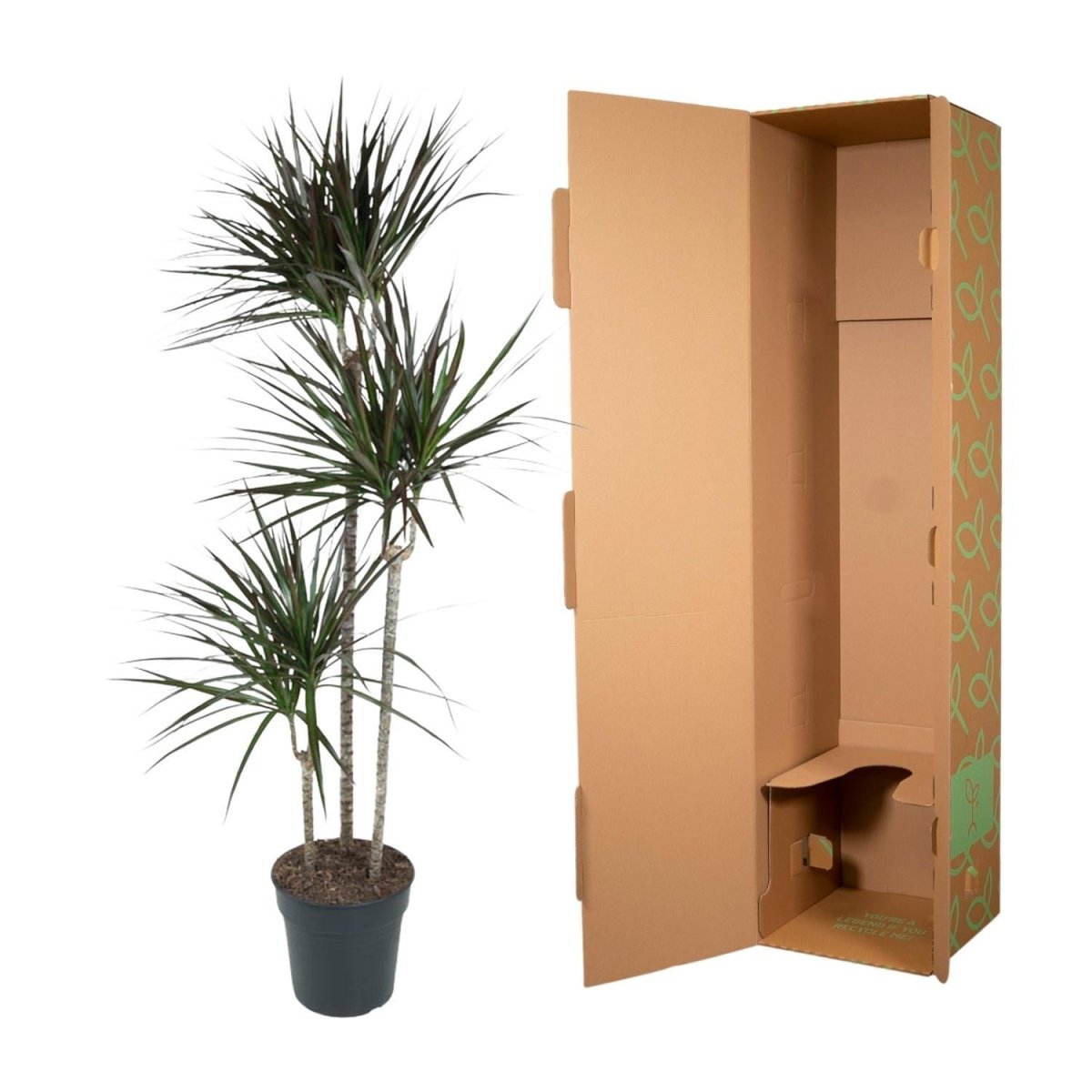 Dracaena Magenta 5 - LushLeaf | Online planten bestellen
