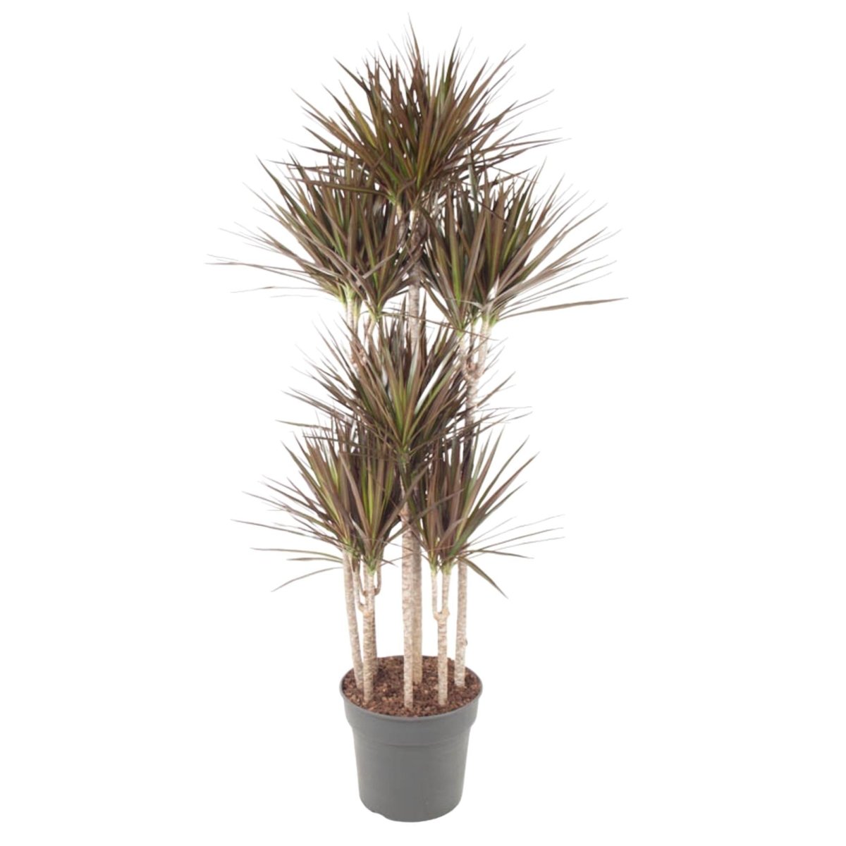Dracaena Magenta Carrousel 6 - LushLeaf | Online planten bestellen