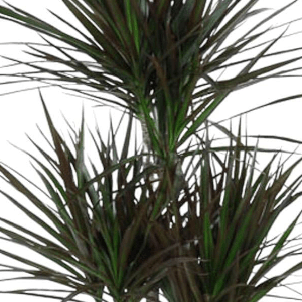 Dracaena Magenta Carrousel 2 - LushLeaf | Online planten bestellen