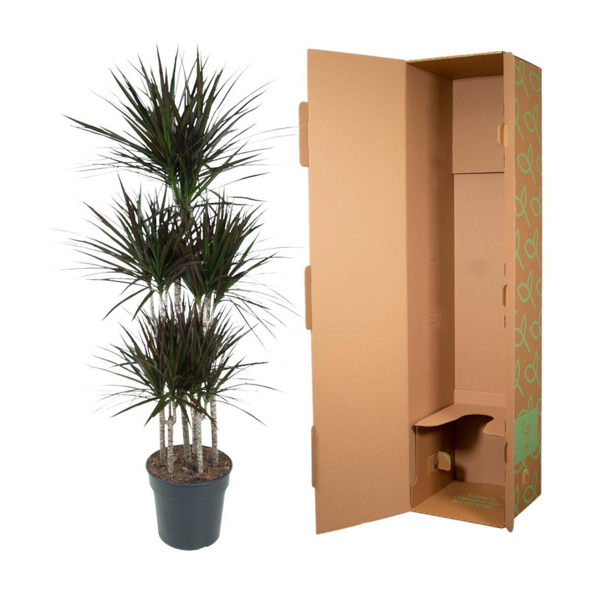 Dracaena Magenta Carrousel 5 - LushLeaf | Online planten bestellen