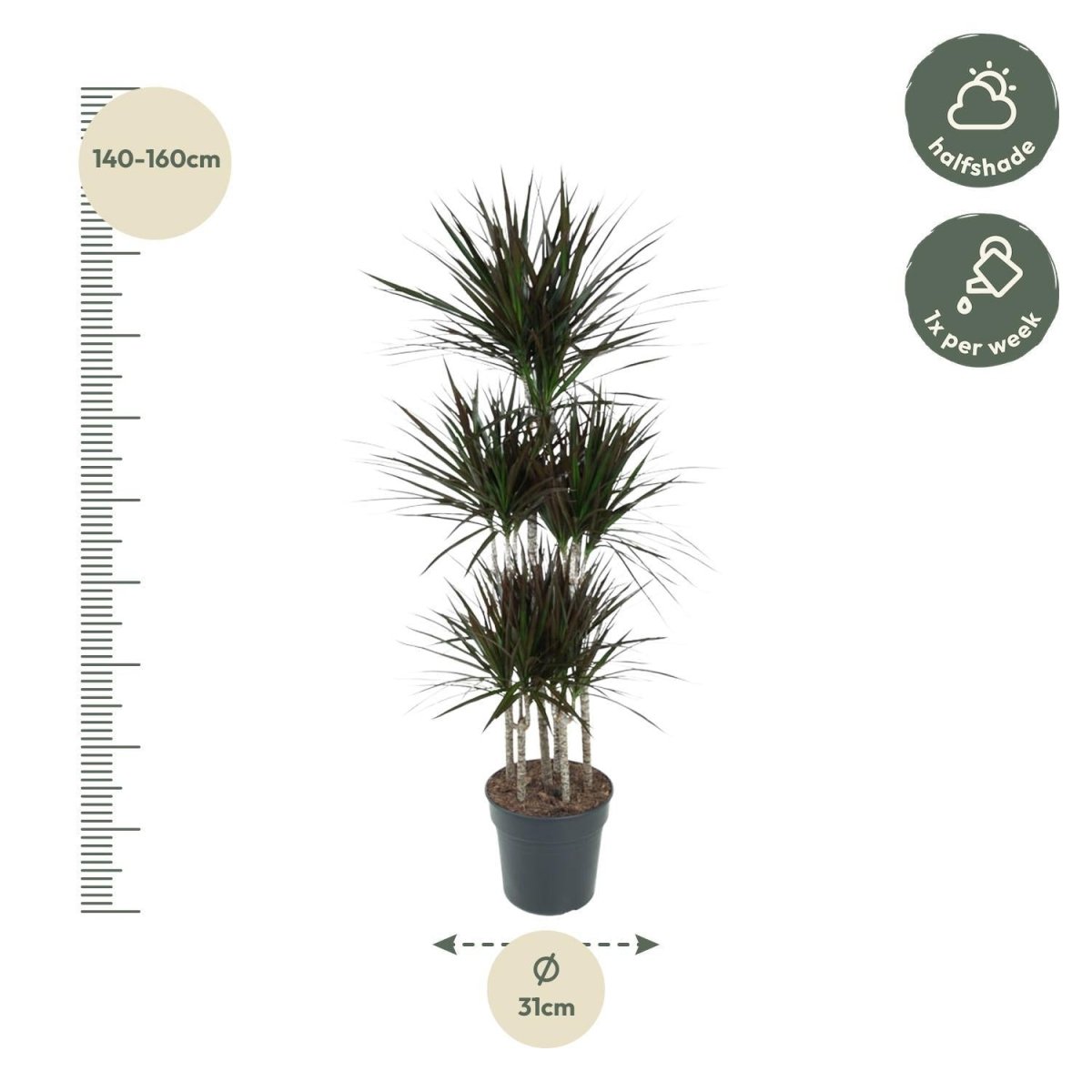 Dracaena Magenta Carrousel 4 - LushLeaf | Online planten bestellen