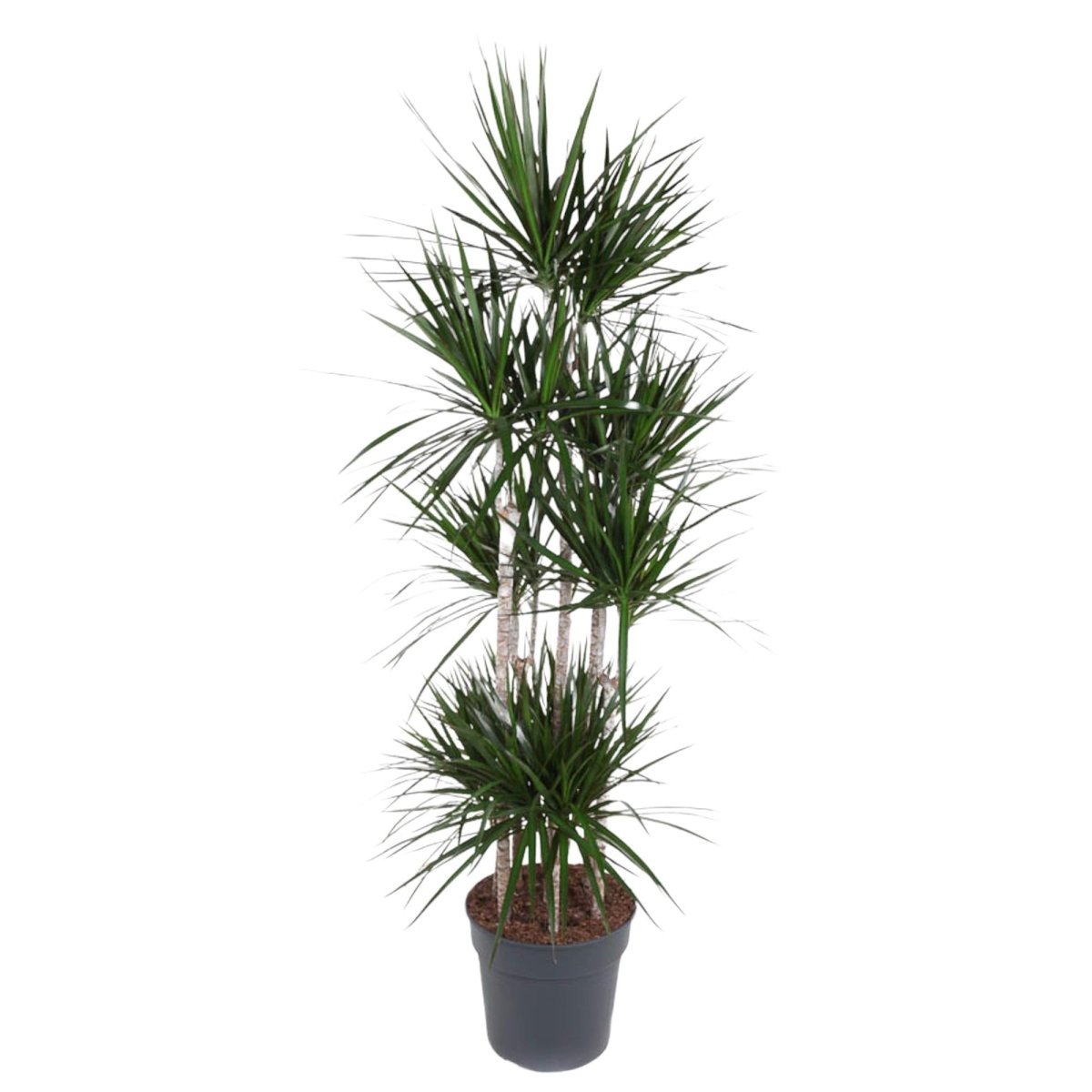 Dracaena Marginata Carrousel 6 - LushLeaf | Online planten bestellen
