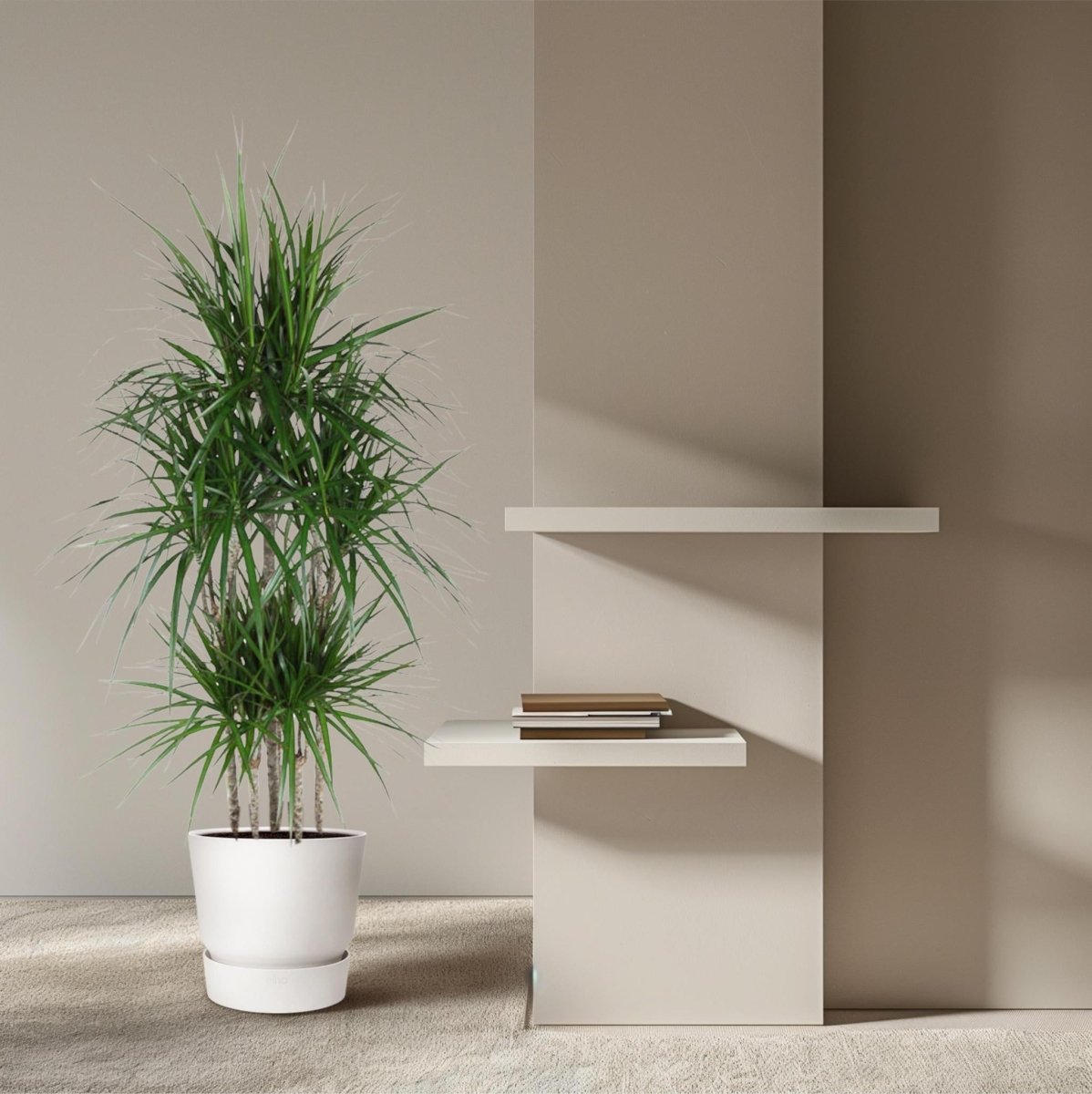 Dracaena Marginata Carrousel 3 - LushLeaf | Online planten bestellen
