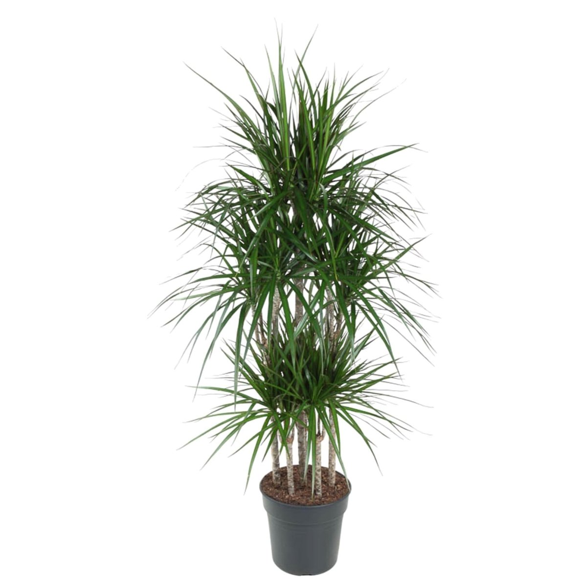 Dracaena Marginata Carrousel 1 - LushLeaf | Online planten bestellen