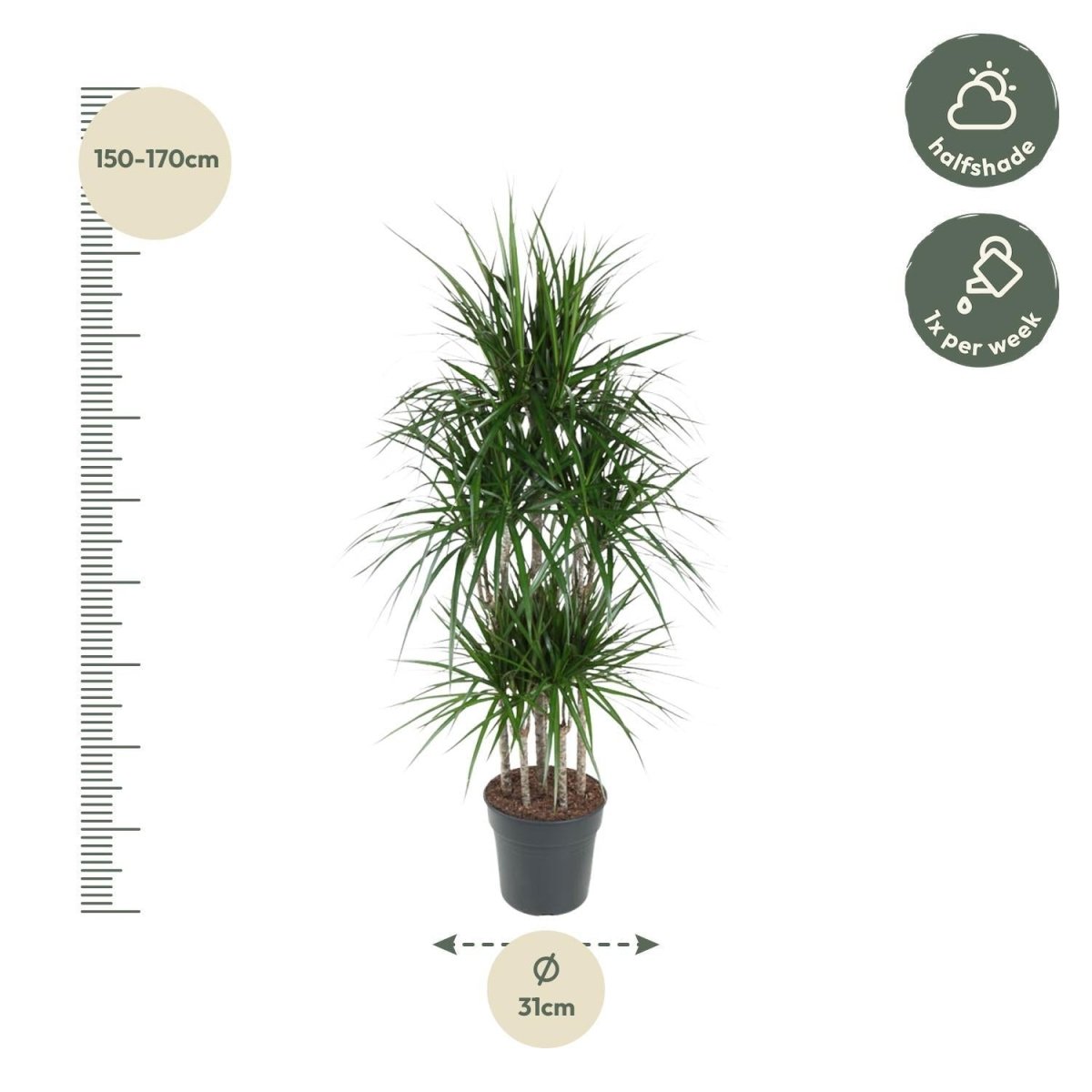Dracaena Marginata Carrousel 4 - LushLeaf | Online planten bestellen