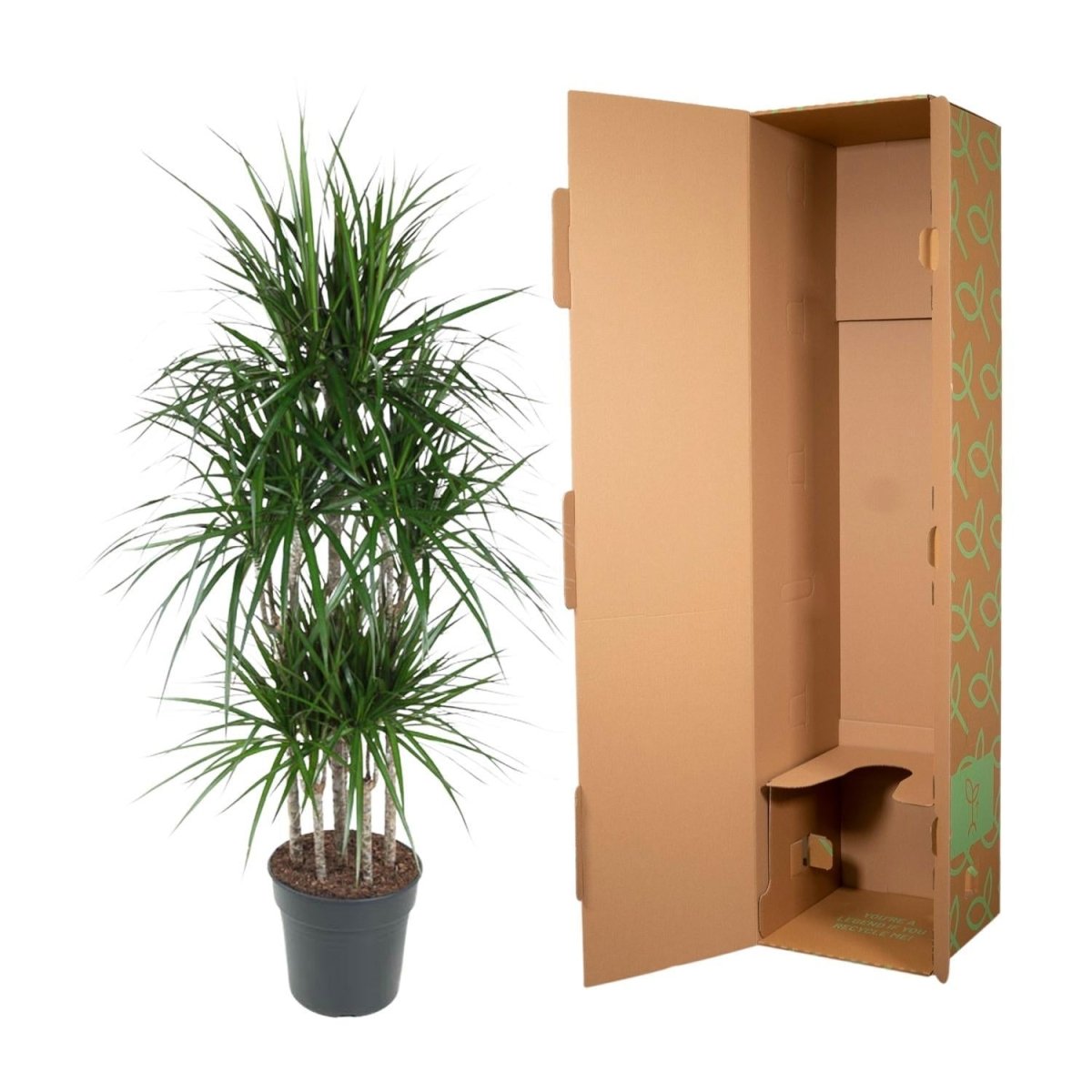 Dracaena Marginata Carrousel 5 - LushLeaf | Online planten bestellen