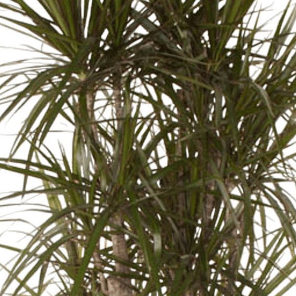 Dracaena Marginata vertakt | XL 2 - LushLeaf | Online planten bestellen