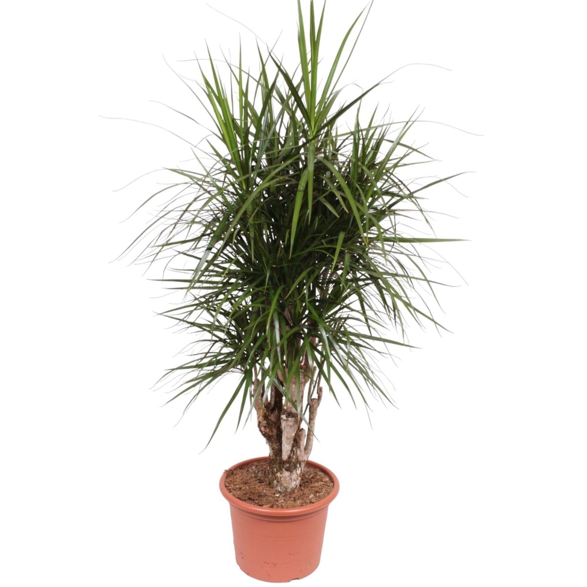 Dracaena Marginata vertakt | XL 6 - LushLeaf | Online planten bestellen