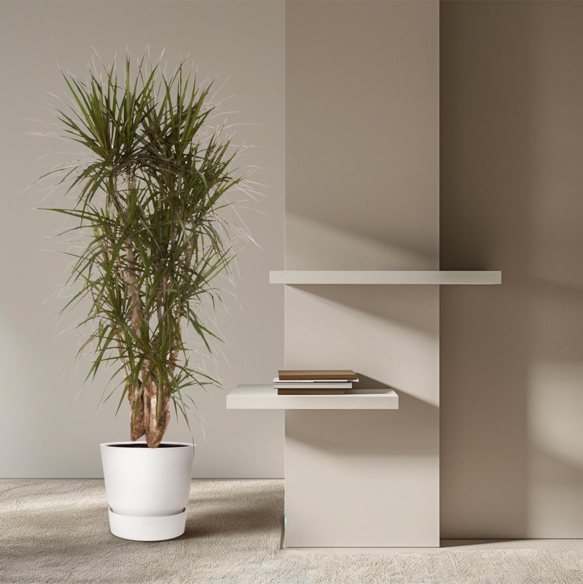 Dracaena Marginata vertakt | XL 3 - LushLeaf | Online planten bestellen