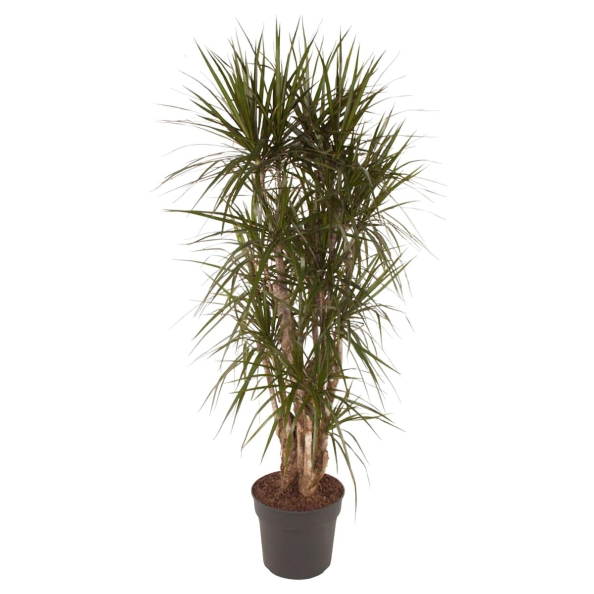 Dracaena Marginata vertakt | XL 1 - LushLeaf | Online planten bestellen
