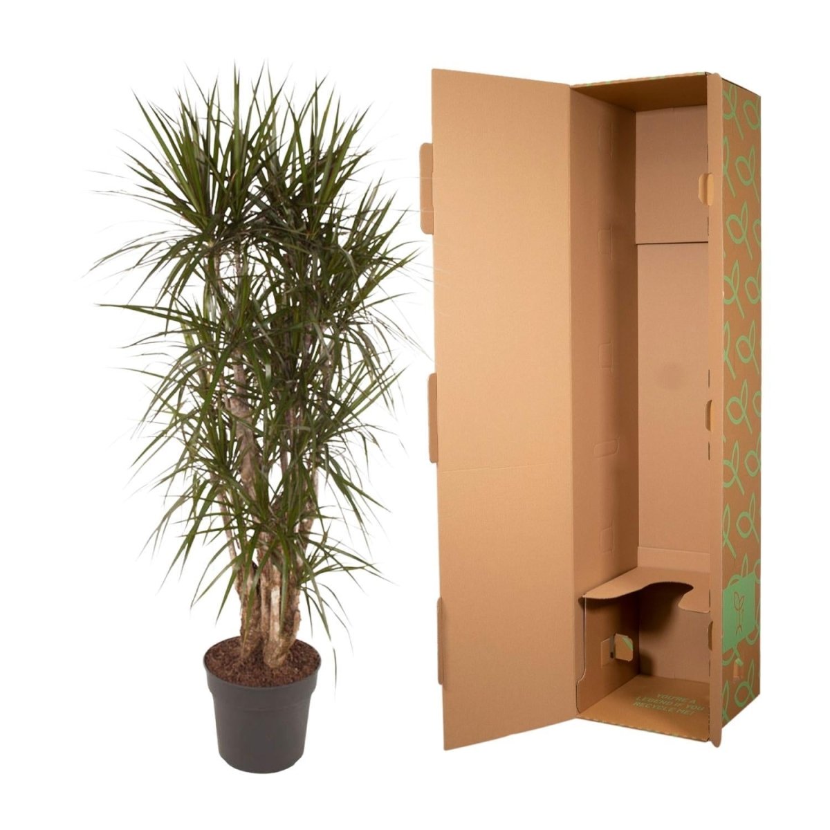 Dracaena Marginata vertakt | XL 5 - LushLeaf | Online planten bestellen