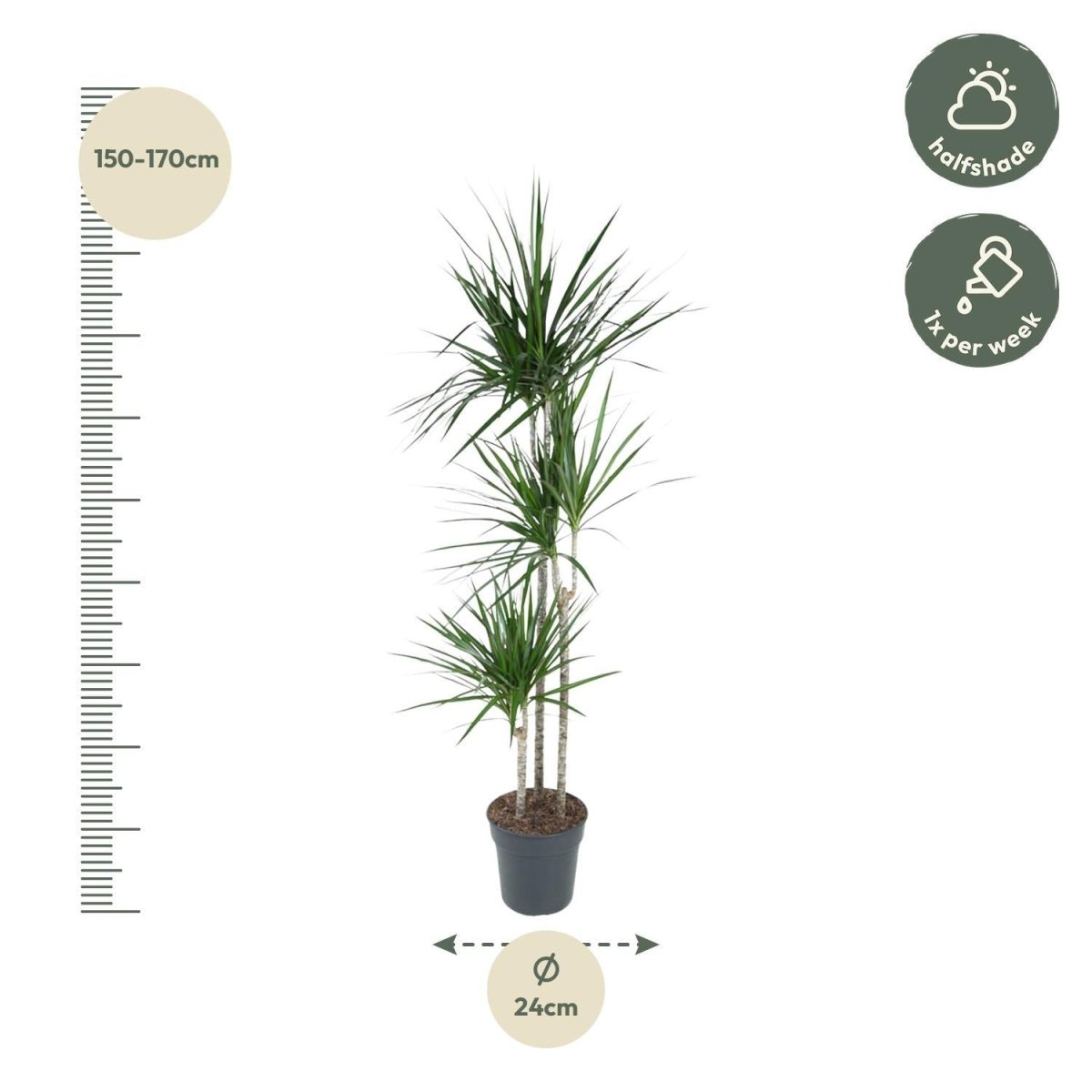 Dracaena Marginata | XL 4 - LushLeaf | Online planten bestellen