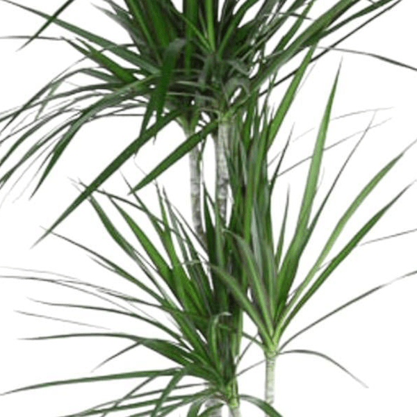 Dracaena Marginata | XL 2 - LushLeaf | Online planten bestellen