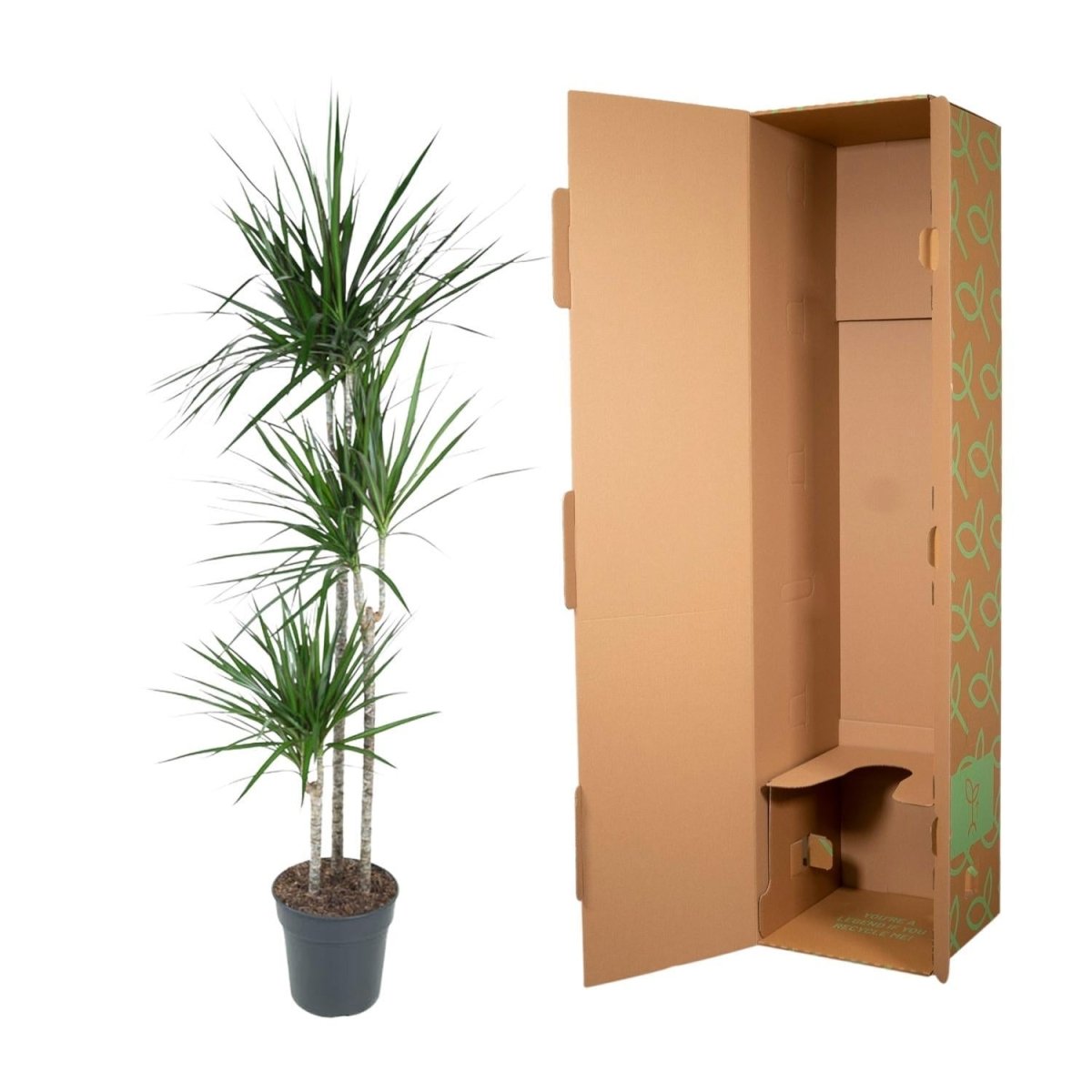 Dracaena Marginata | XL 5 - LushLeaf | Online planten bestellen