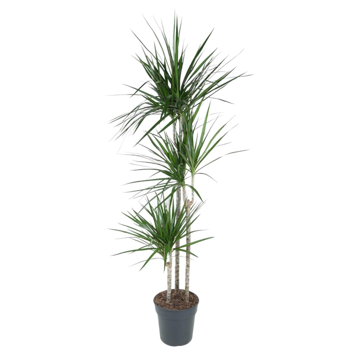 Dracaena Marginata | XL 1 - LushLeaf | Online planten bestellen