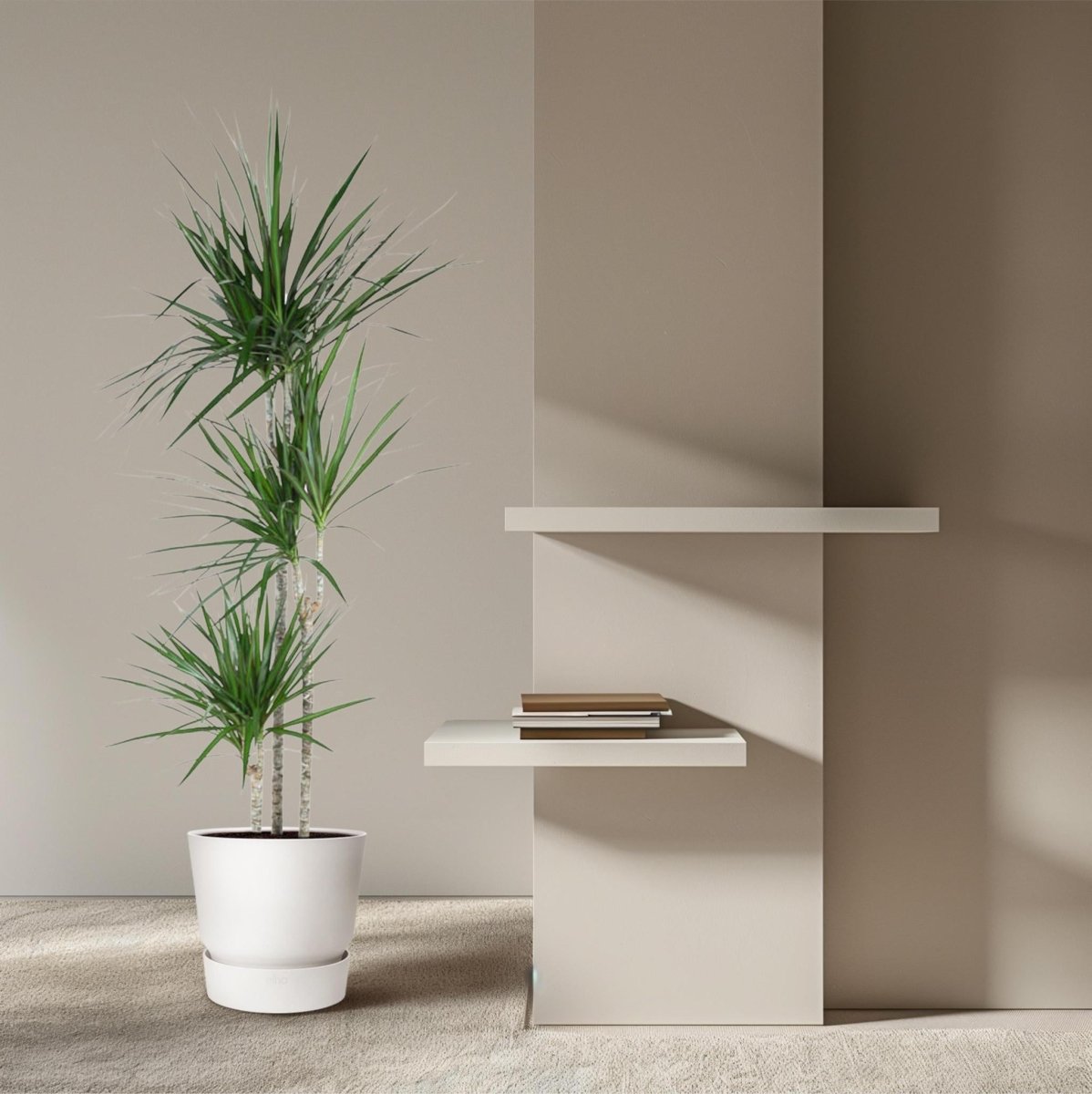 Dracaena Marginata | XL 3 - LushLeaf | Online planten bestellen