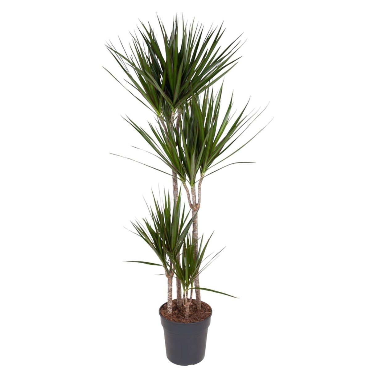 Dracaena Marginata | XL 6 - LushLeaf | Online planten bestellen