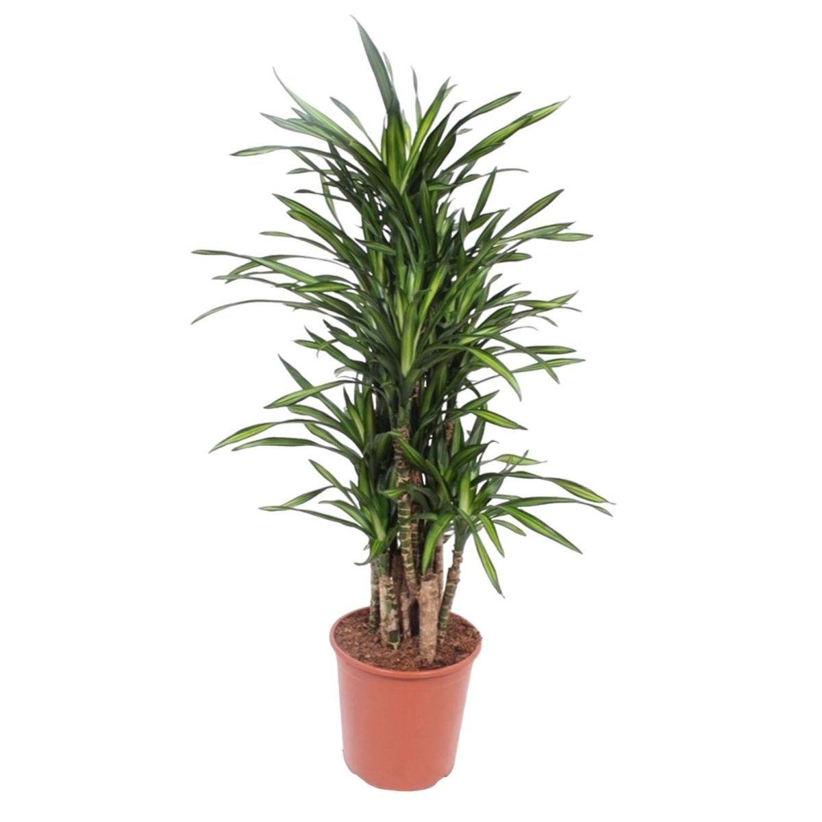 Dracaena Riki 6 - LushLeaf | Online planten bestellen