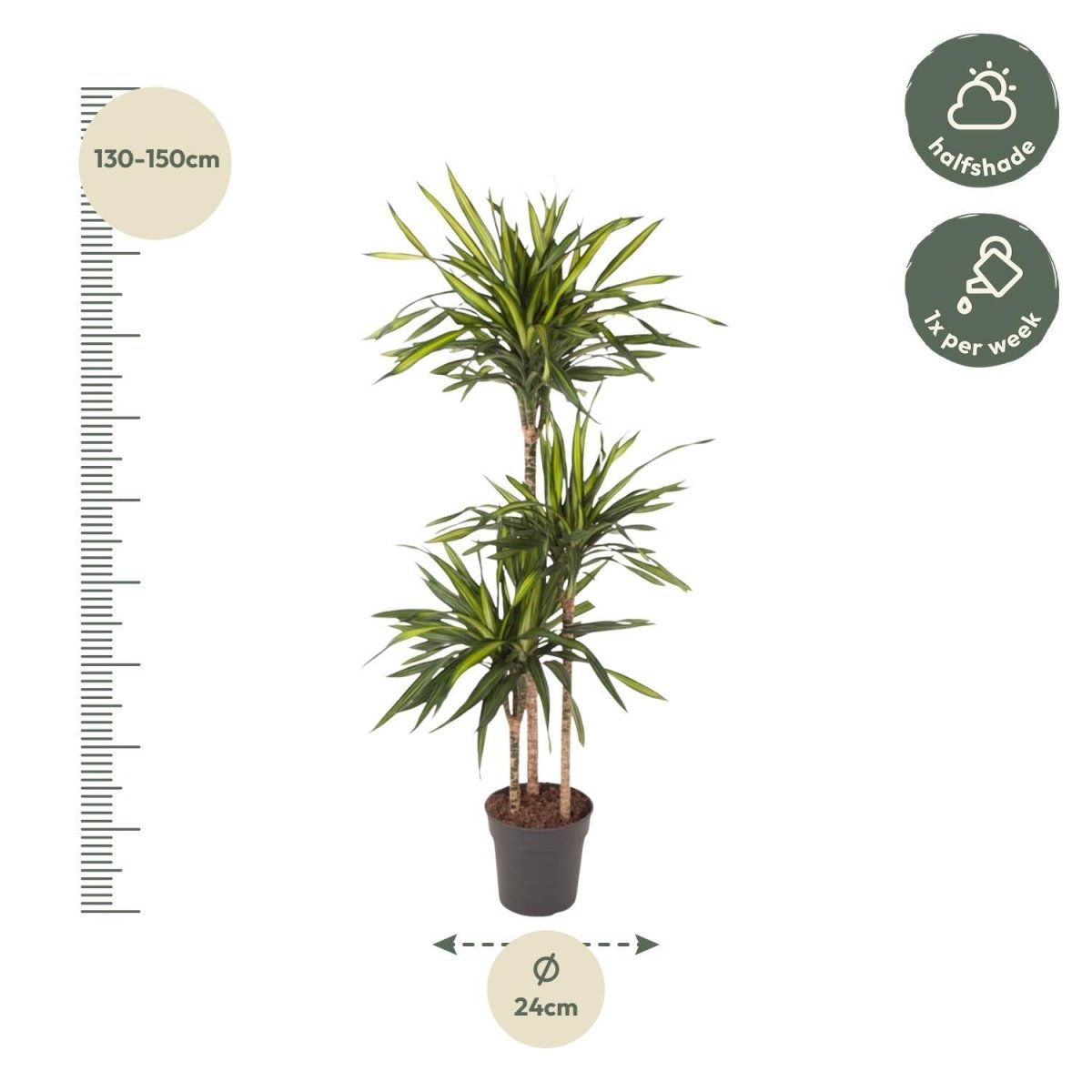 Dracaena Riki 4 - LushLeaf | Online planten bestellen
