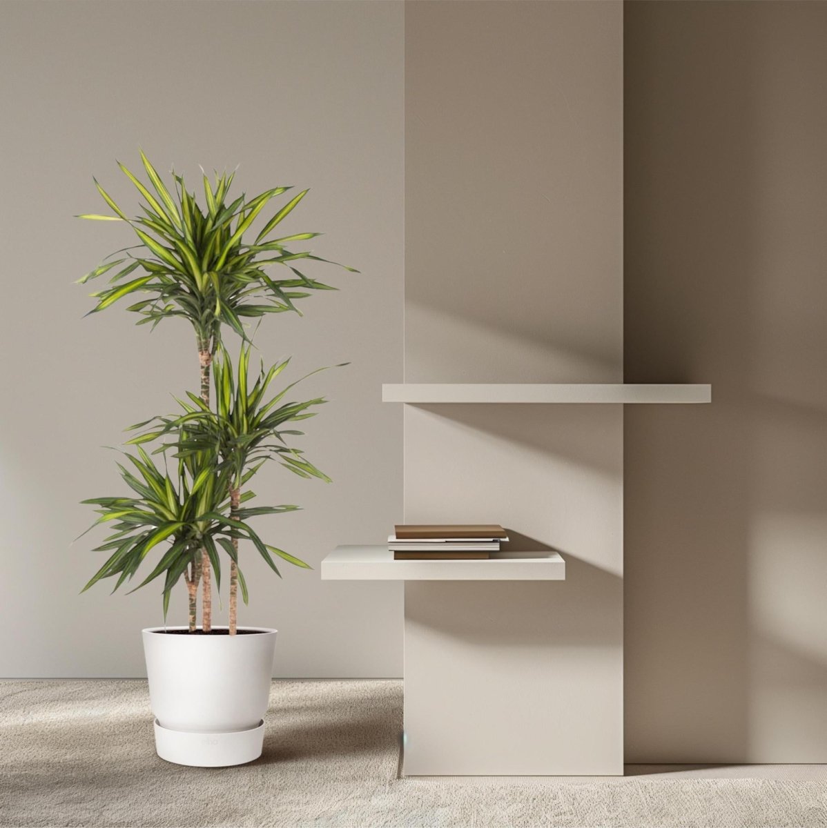 Dracaena Riki 3 - LushLeaf | Online planten bestellen