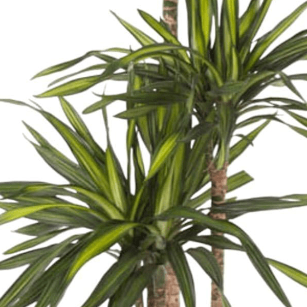 Dracaena Riki 2 - LushLeaf | Online planten bestellen