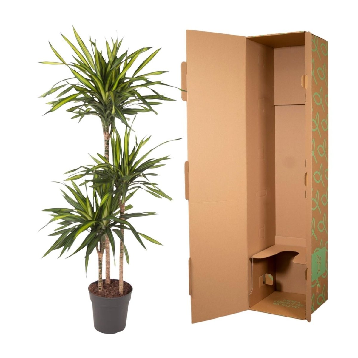 Dracaena Riki 5 - LushLeaf | Online planten bestellen