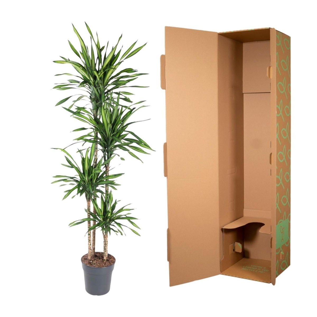 Dracaena Riki | XL 5 - LushLeaf | Online planten bestellen