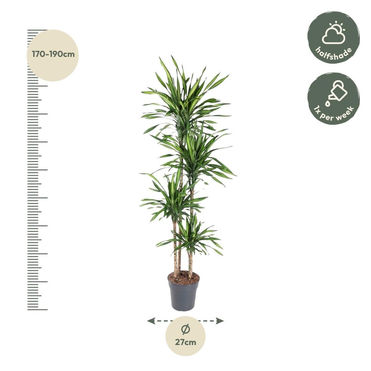 Dracaena Riki | XL 4 - LushLeaf | Online planten bestellen