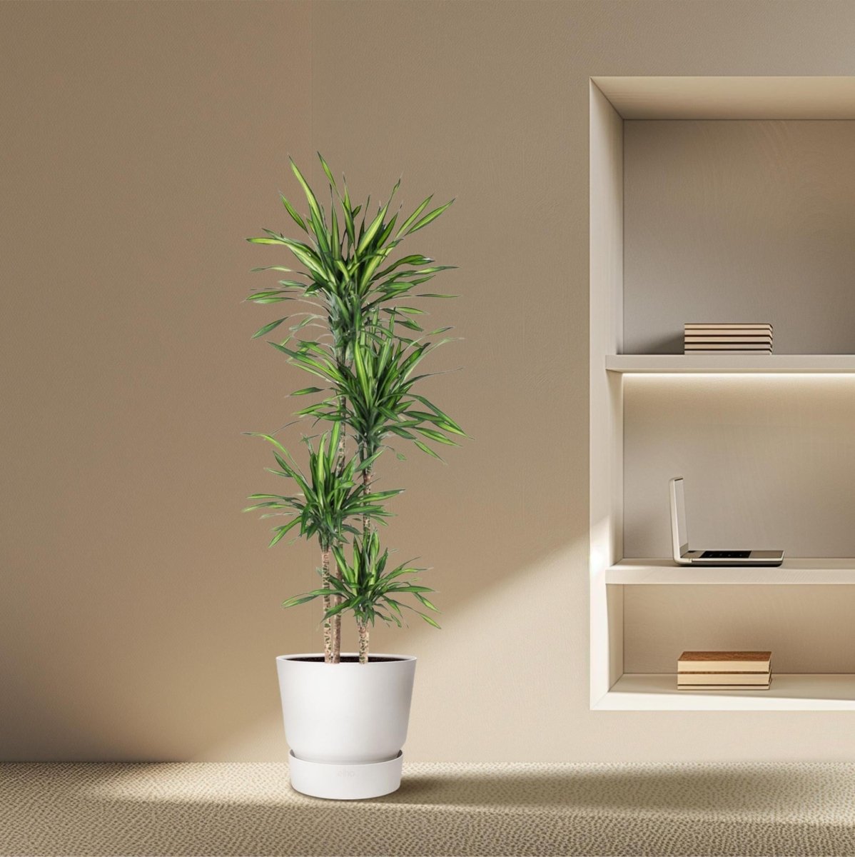 Dracaena Riki | XL 3 - LushLeaf | Online planten bestellen