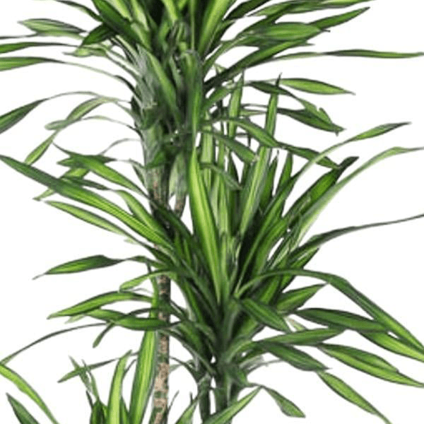 Dracaena Riki | XL 2 - LushLeaf | Online planten bestellen