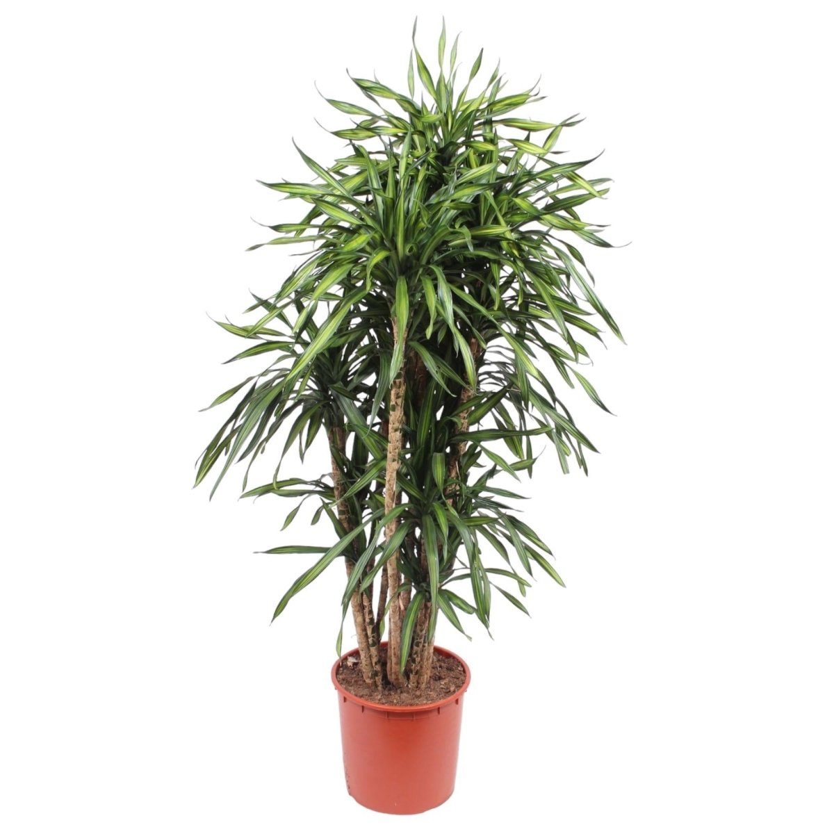 Dracaena Riki | XL 6 - LushLeaf | Online planten bestellen