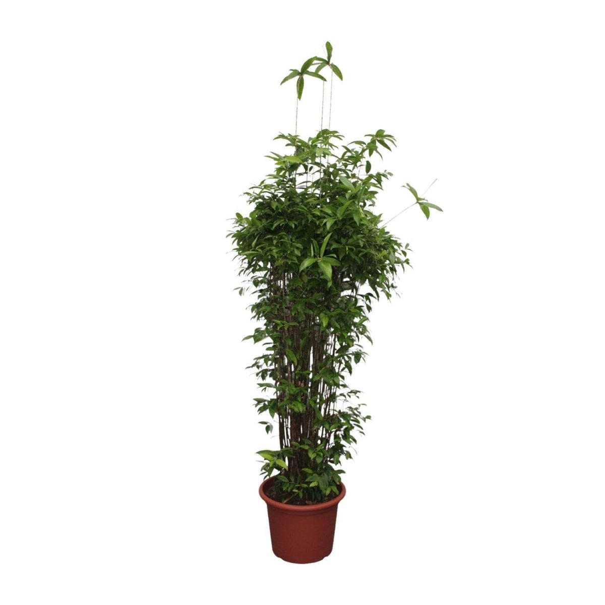 Dracaena Surculosa 6 - LushLeaf | Online planten bestellen