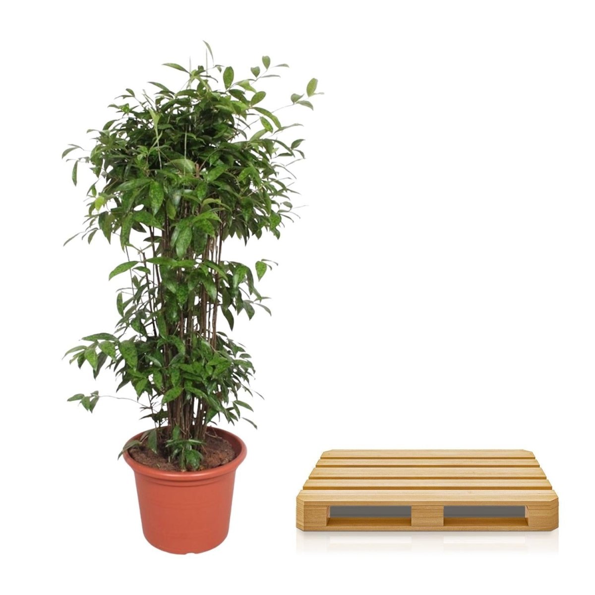 Dracaena Surculosa 5 - LushLeaf | Online planten bestellen