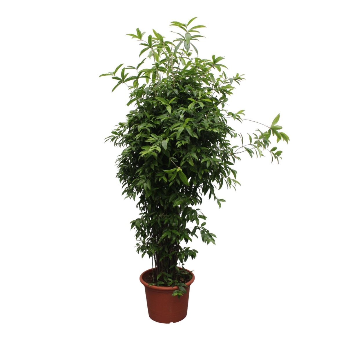 Dracaena Surculosa 7 - LushLeaf | Online planten bestellen