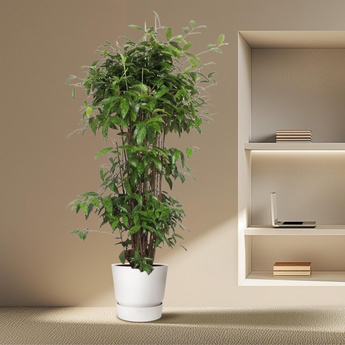 Dracaena Surculosa 3 - LushLeaf | Online planten bestellen