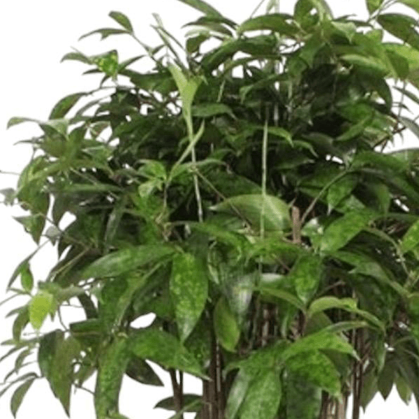 Dracaena Surculosa 2 - LushLeaf | Online planten bestellen