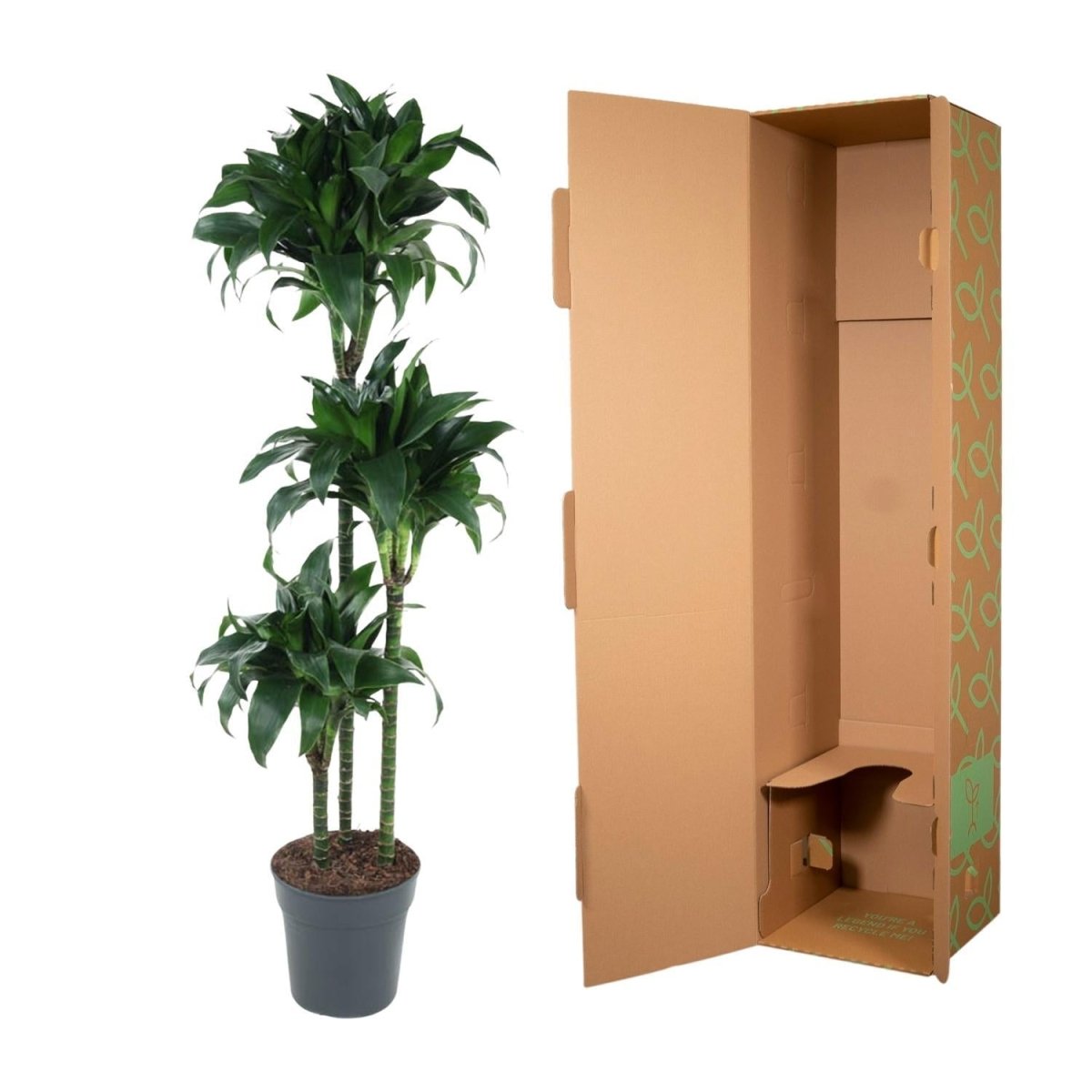 Dracaena Tatuade 5 - LushLeaf | Online planten bestellen