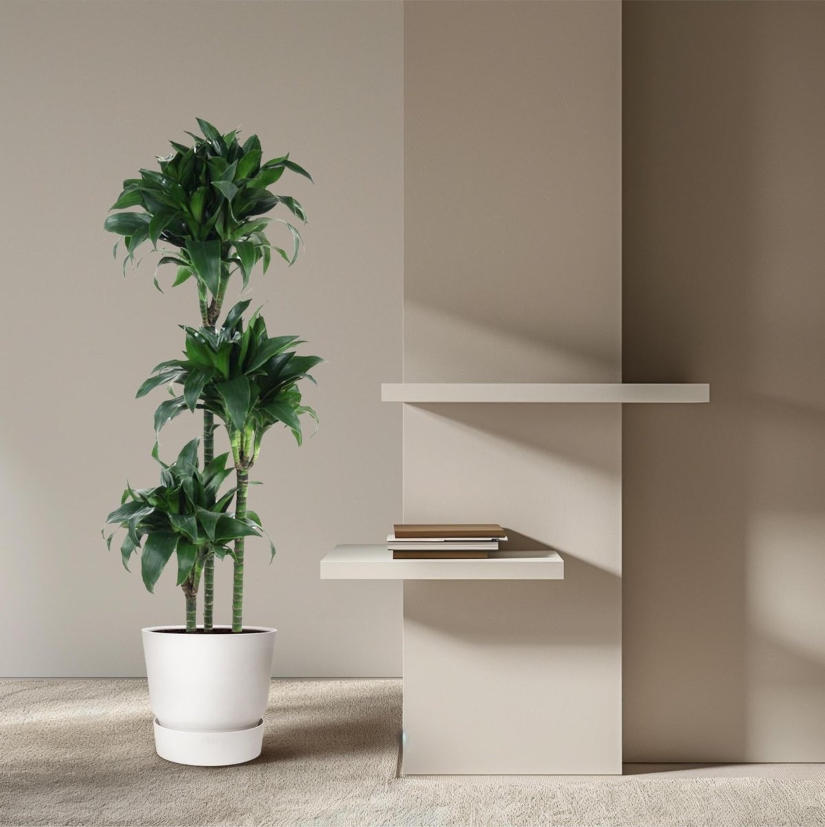 Dracaena Tatuade 3 - LushLeaf | Online planten bestellen