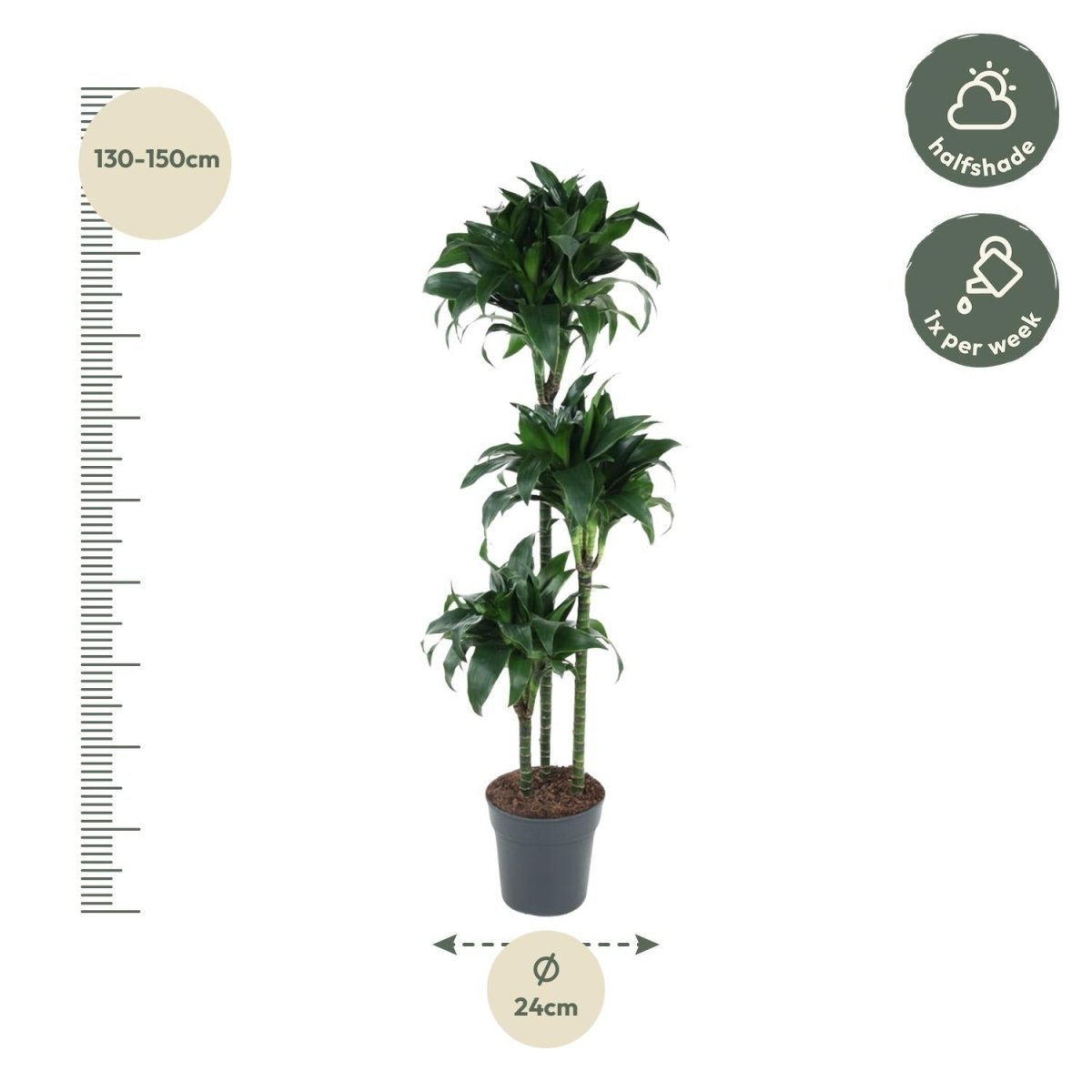 Dracaena Tatuade 4 - LushLeaf | Online planten bestellen