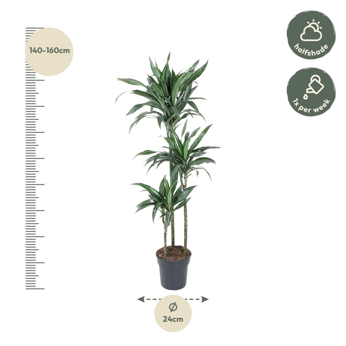 Dracaena Ulises 4 - LushLeaf | Online planten bestellen
