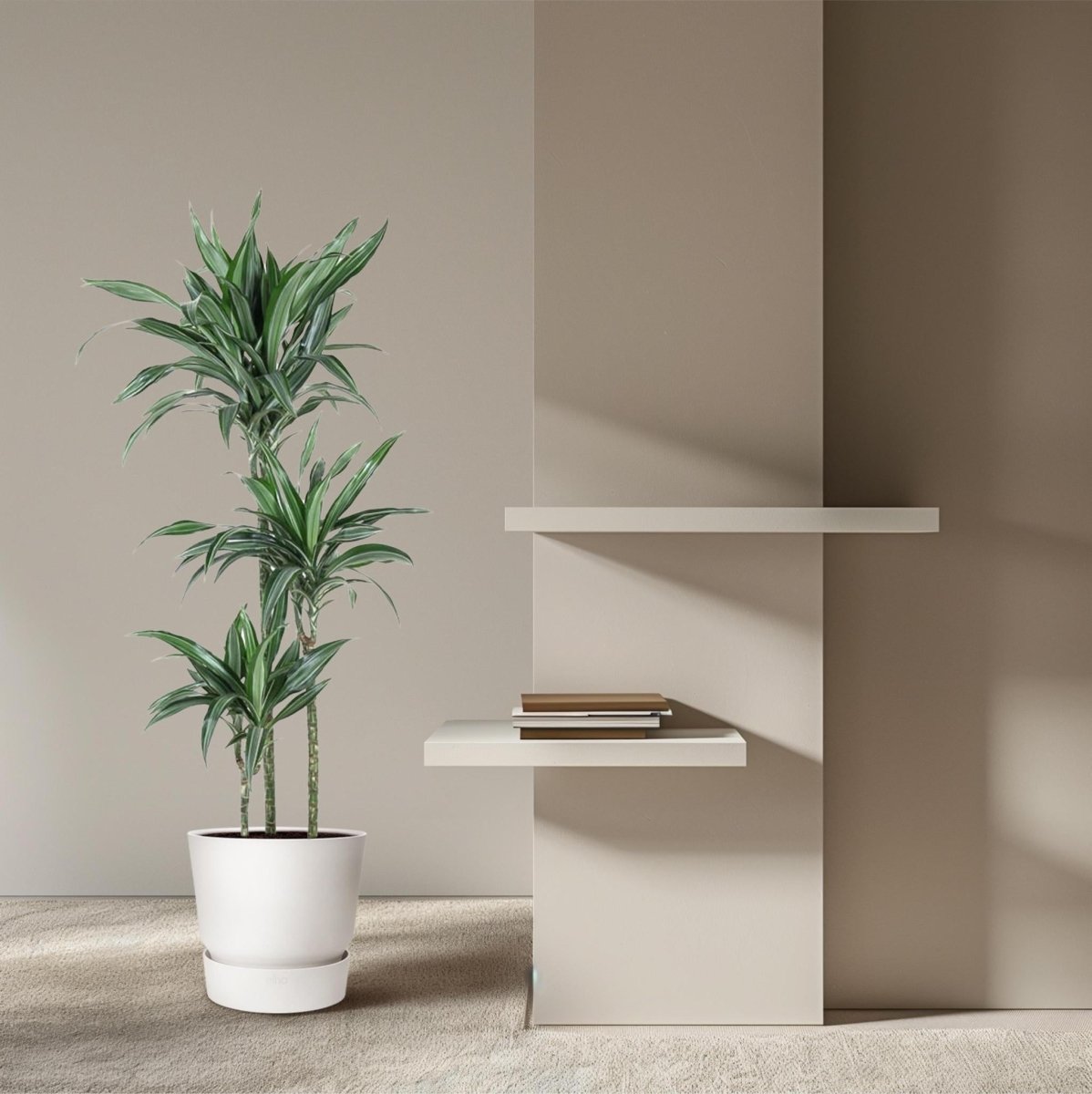 Dracaena Ulises 3 - LushLeaf | Online planten bestellen