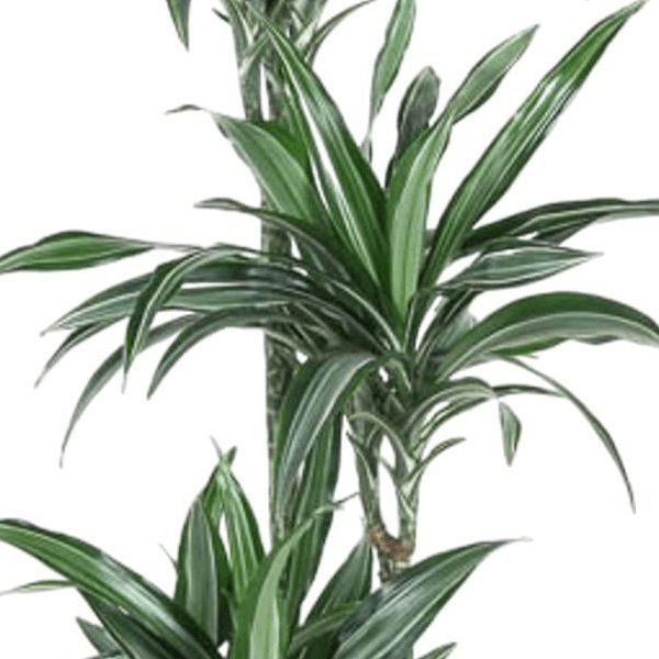 Dracaena Ulises 2 - LushLeaf | Online planten bestellen