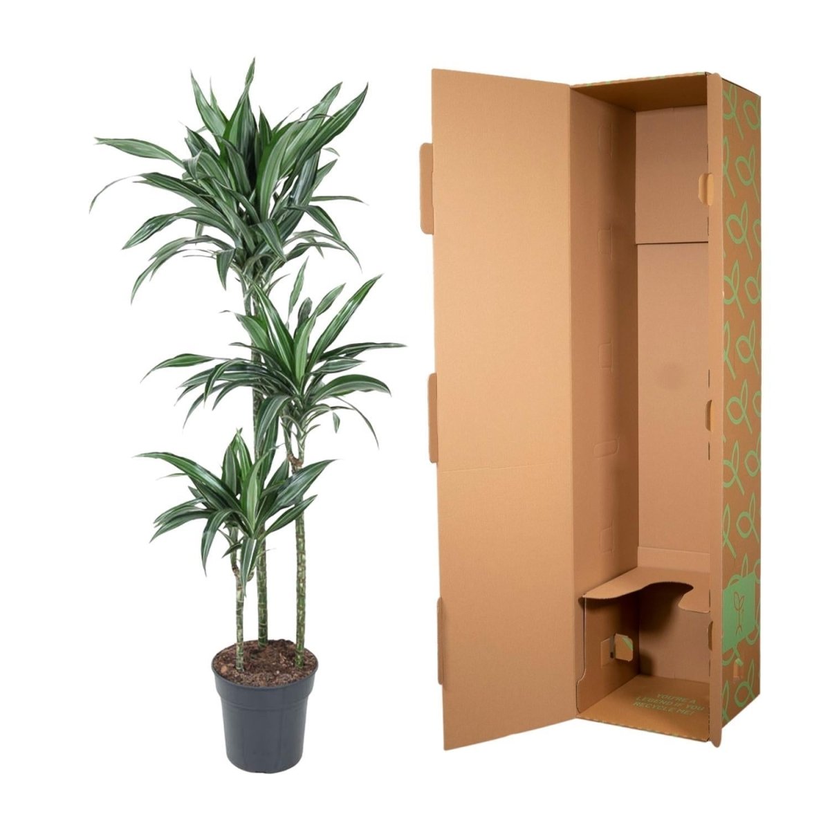 Dracaena Ulises 5 - LushLeaf | Online planten bestellen