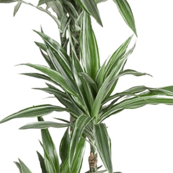 Dracaena Warneckei 2 - LushLeaf | Online planten bestellen